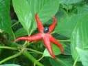 Clerodendrum minahassae