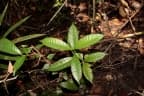 Syzygium glabratum