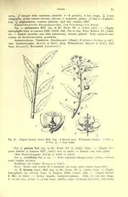 Clutia hirsuta