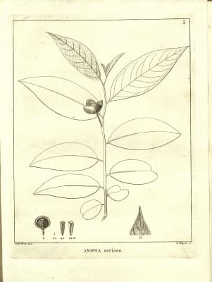 Annona sericea