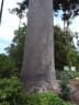 Agathis robusta