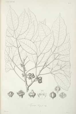 Protium copal