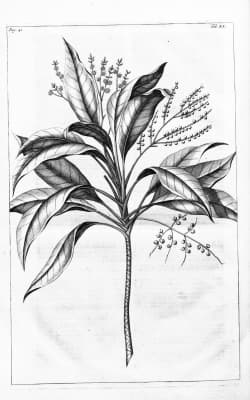 Micrococca mercurialis