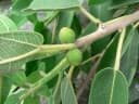 Ficus stuhlmannii