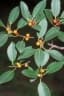 Ficus obliqua