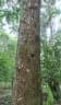 Cedrelinga cateniformis
