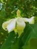 Magnolia macrophylla dealbata