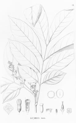 Guarea macrophylla