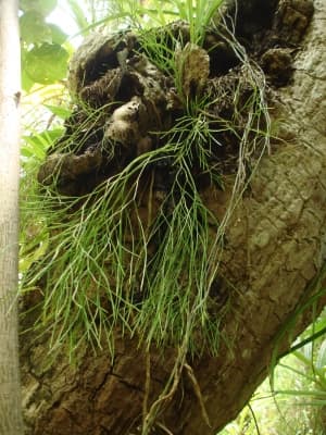 Psilotum nudum