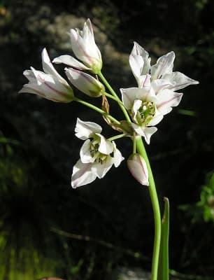 Nothoscordum gracile