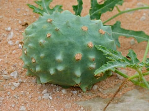 Acanthosicyos naudinianus