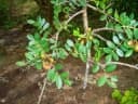 Commiphora leptophloeos