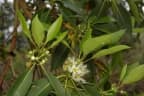 Lophostemon confertus