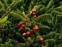 Rourea orientalis