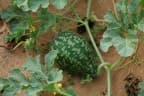 Citrullus lanatus