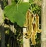 Mucuna pruriens