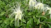Capparis mitchellii