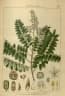 Chloroxylon swietenia