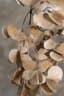 Dioscorea cirrhosa
