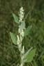 Chenopodium album