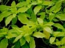 Pisonia grandis