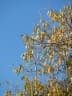 Albizia lebbeck