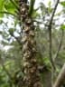 Clermontia clermontioides
