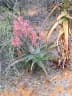 Aloe divaricata