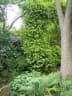 Trachelospermum jasminoides