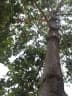 Sterculia foetida