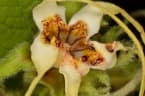 Strophanthus hispidus