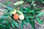 Garcinia kola