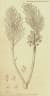 Widdringtonia whytei