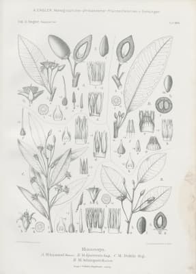 Mimusops laurifolia
