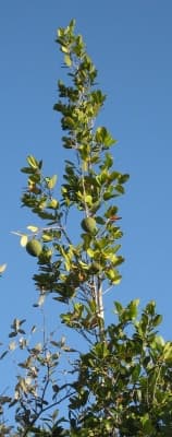 Annona salzmannii