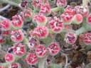 Mesembryanthemum crystallinum