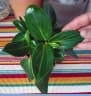 Peperomia maculosa