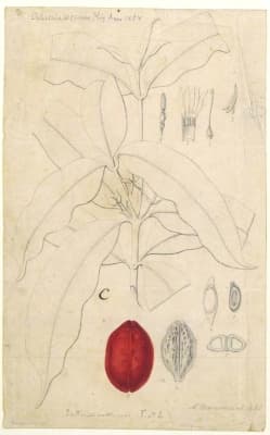 Ochrosia coccinea