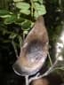 Dalbergia baronii