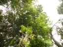 Brosimum costaricanum