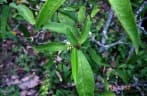 Croton stellatopilosus