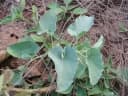 Aristolochia bracteolata