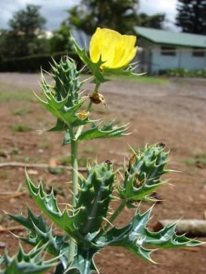 Argemone mexicana