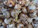 Eleocharis dulcis