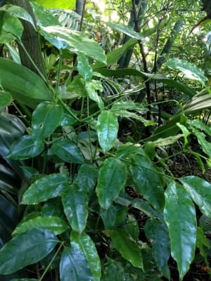 Gnetum costatum