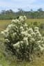 Bursaria spinosa