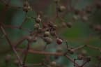 Zanthoxylum avicennae