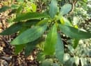 Croton persimilis