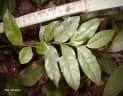 Drypetes gerrardii