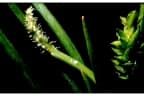 Triglochin scilloides